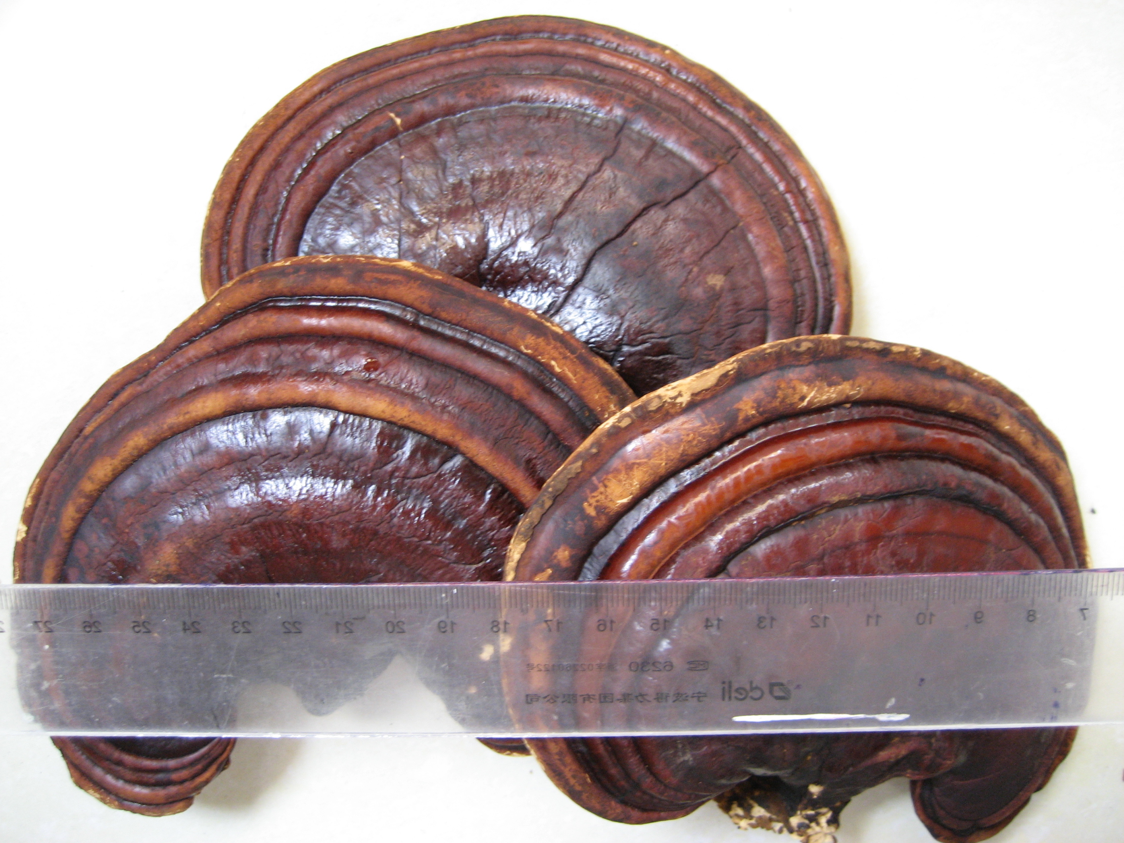 Reishi Spore Powder Reishi Spore Powder